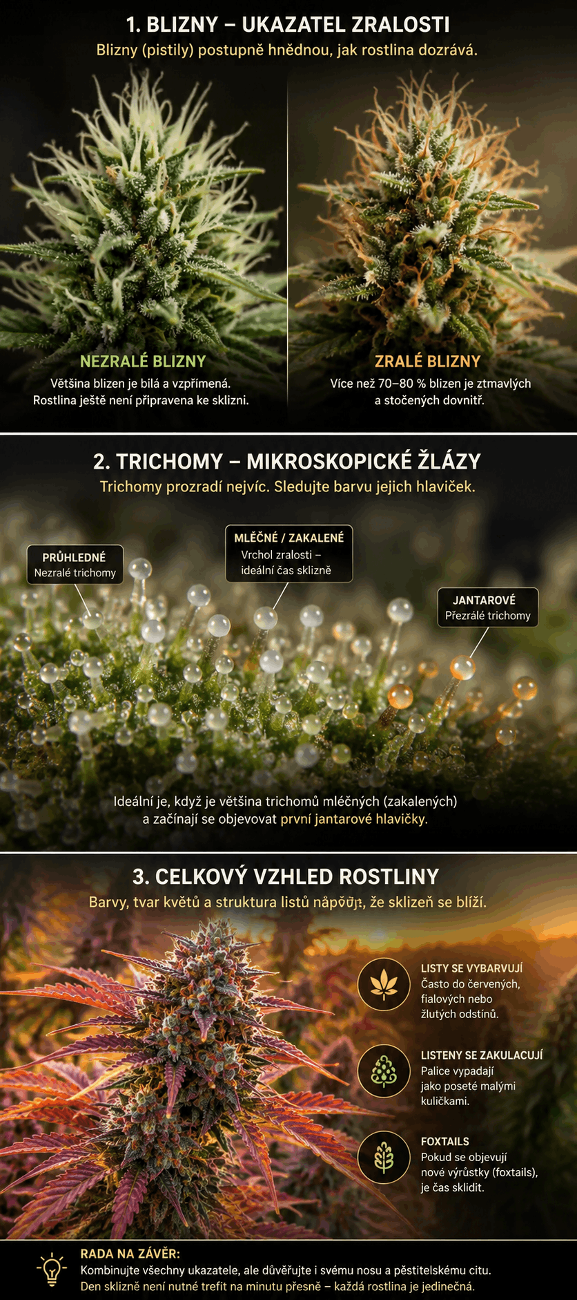 zralostkytek (1)
